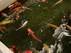 锦鲤-太子园林酒家