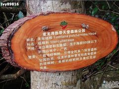 -三亚亚龙湾人间天堂鸟巢度假村