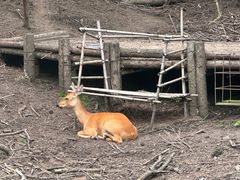 -沈阳森林动物园
