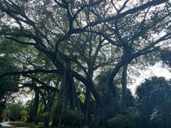 -瑞丽独树成林风景区