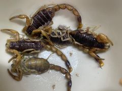-国英炖品店(甲子路店)