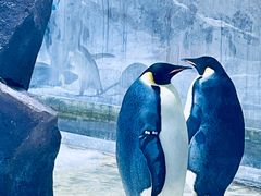 -上海海昌海洋公园