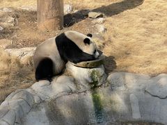 -栾川竹海野生动物园