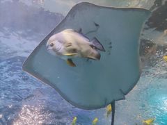 -太平洋海底世界