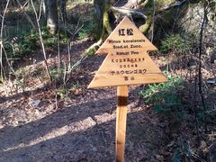 景点-汤旺河林海奇石景区
