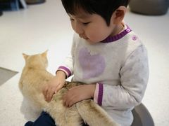 -飞行喵MR PILOT|猫舍·猫咖(静安大融城店)