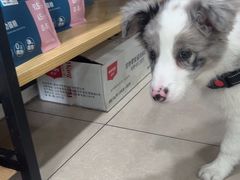 -佳雯宠物医院·皮肤科·内外科(春晓路分院)