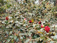 -昆明植物园