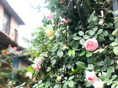 -树夏(建设路店)
