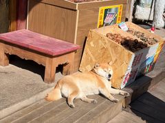 -尼玛藏家风味园(阿山食城店)
