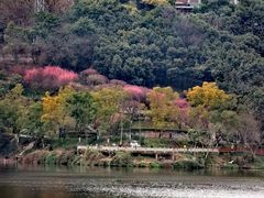 -重庆彩云湖湿地公园