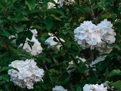 -天鹅湖体育公园