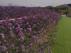 -光明小镇欢乐田园