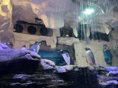 -华夏文旅海洋公园