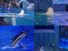 -海合安青岛极地海洋公园