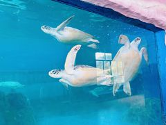 -广东惠东海龟国家级自然保护区