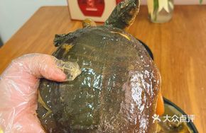 Dalinsai Maojian Softshell Turtle