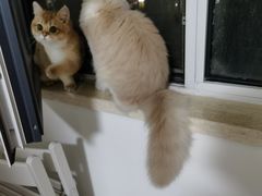 -猫大福·Fortune Cat猫舍(百子湾店)