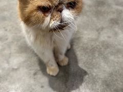 -more than meow吴止猫主题餐厅(承德 中船汇店)