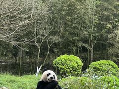 -都江堰中华大熊猫苑