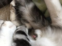 -创凡宠物医院·骨专科  猫科中心(西乡分院)