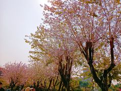 -金砂公园