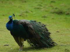-深圳野生动物园