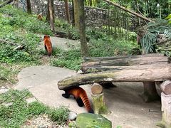 -都江堰中华大熊猫苑