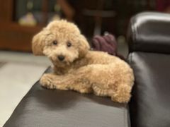 -宠福鑫康馨动物医院·骨科·眼科