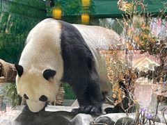 -灵玲国际马戏城