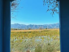 -野鸭湖国家湿地公园