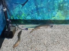 -上海大自然野生昆虫馆