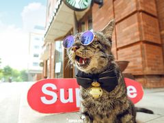 -超宠爱宠物摄影-Super pet