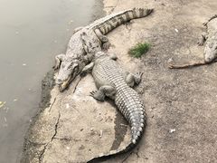 -广州长隆飞鸟乐园