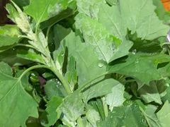 -亮欢寨(凯里总店)