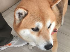 -申普宠物医院·眼科·心内科·影像科(普陀分院)