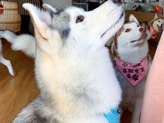 prado-Husky Go! 哈士奇体验馆·宠物咖啡厅狗咖