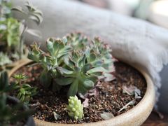 -北马山庄植趣咖啡