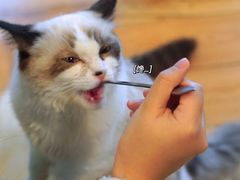 -遇见羊驼·奶狗咖·布偶猫咖·法斗柯基柴犬阿拉斯加(春熙路太古里IFS店)