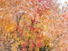 -北京西山国家森林公园