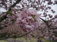 -醍醐寺