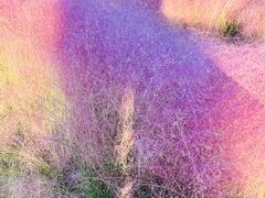 -鹅湖玫瑰文化园