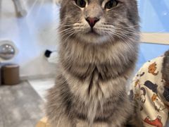 -楼上猫咖(罗湖店)