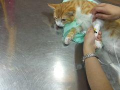 -爱侣宠医·鹦鹉专科·小型哺乳类·异宠专科(灵石路店)