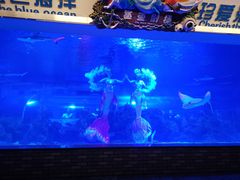 -成都浩海立方海洋公园