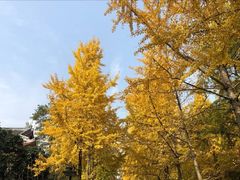 -三圣花乡旅游区