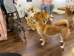 -柯斗斗主题餐厅·狗咖·围炉煮茶·茶饮(国瑞升平里店)