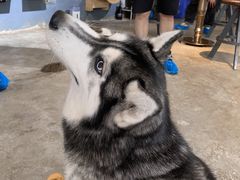 -more than meow吴止猫主题餐厅(承德 中船汇店)