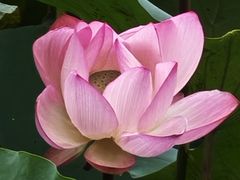 -荔湾湖公园
