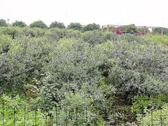 -金谷域澳洲庄园